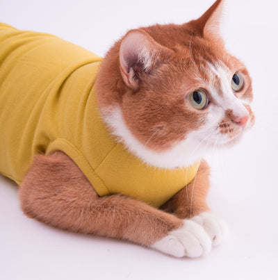 猫が服を嫌がる！猫に猫服を慣れてもらう方法とは｜ぽぽねこの読みもの 