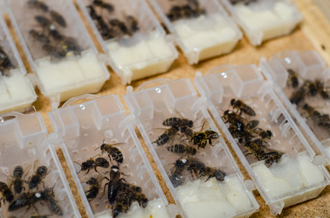 Queen bees in cages ready for sending to customers
