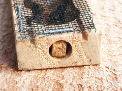 Queen bee cage with cork exit - Quick release method