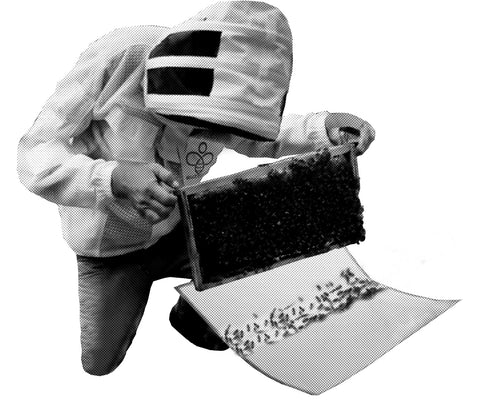 Sugar Shake Bees onto Oversized Bee drop sheet