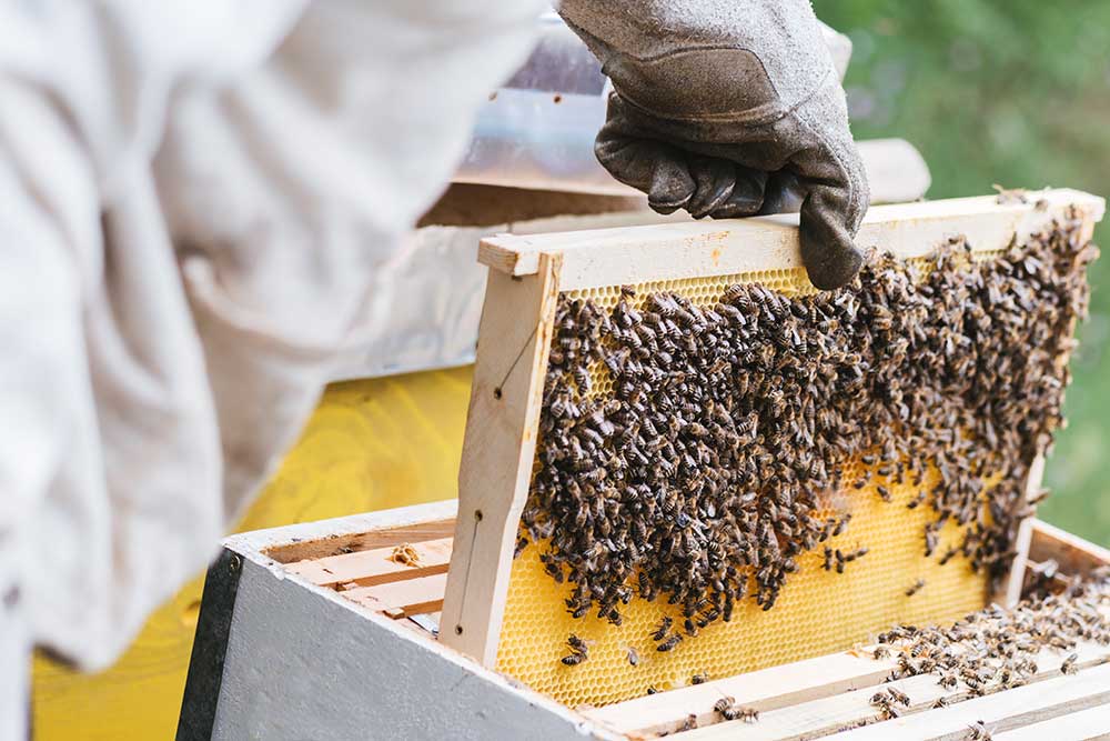 Limited supply of honey bees for sale