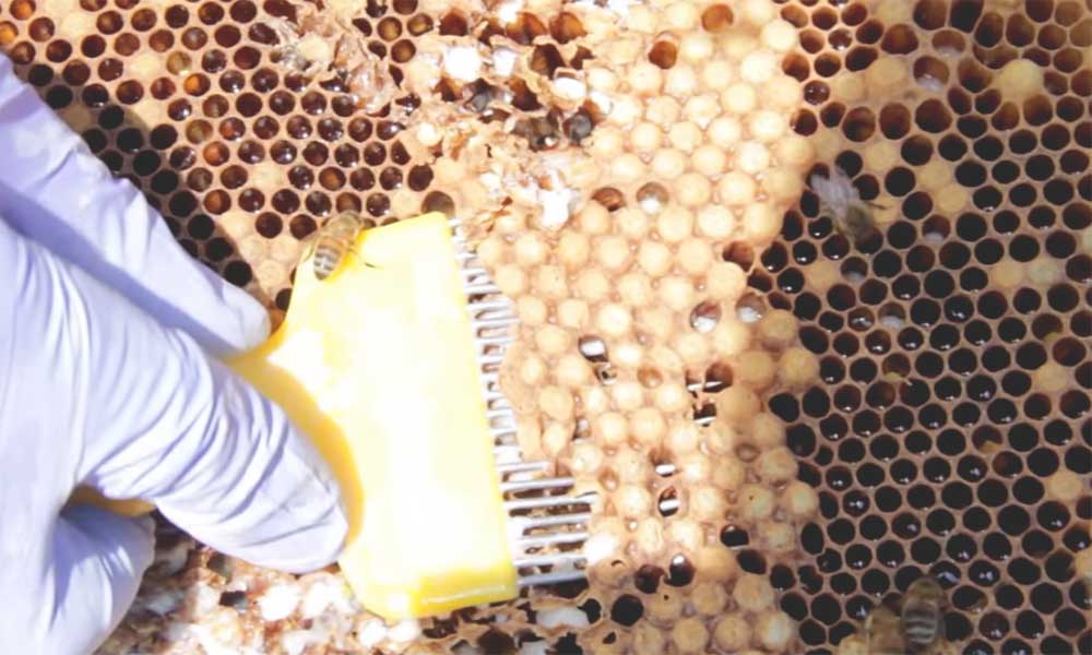 Capping honey bee drones in varroa drine capping test