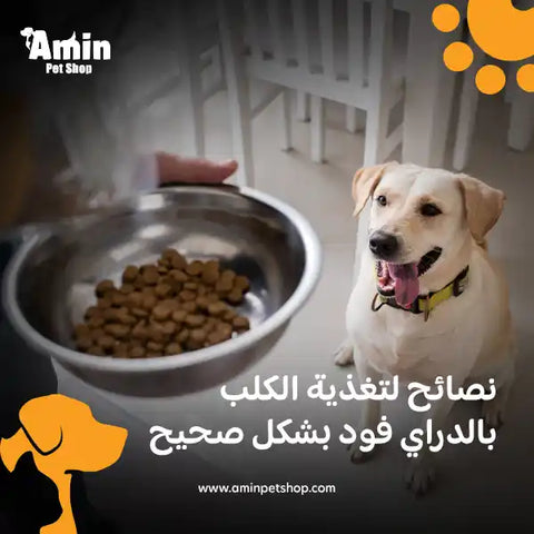 نصائح لتغذية الكلب بالدراي فود بشكل صحيح