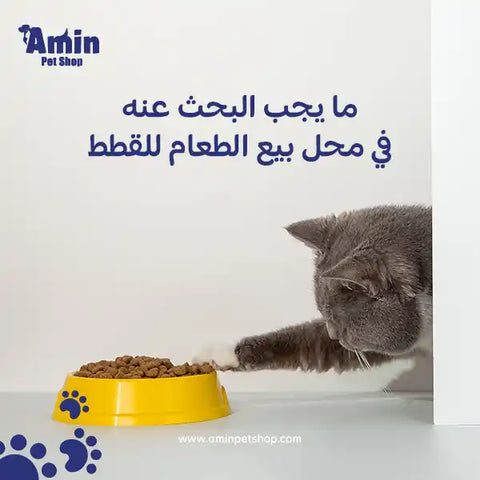 ما يجب البحث عنه في محل بيع الطعام للقطط