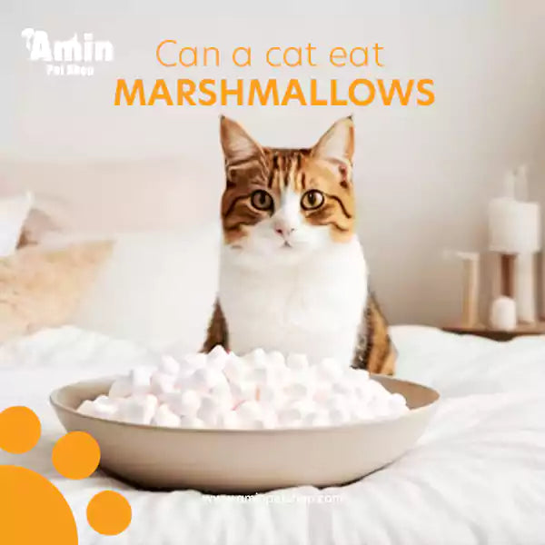 Can a cat eat marshmallows?