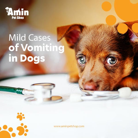 Mild Cases of Vomiting in Dogs