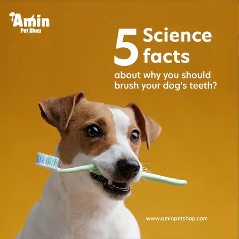 How to brush puppy teeth without biting