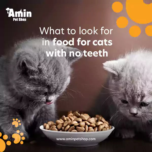 What to look for in food for cats with no teeth
