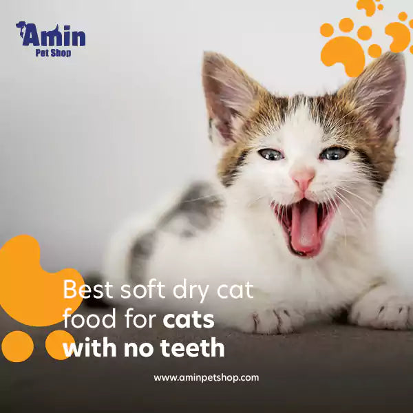 best soft dry cat food for cats with no teeth