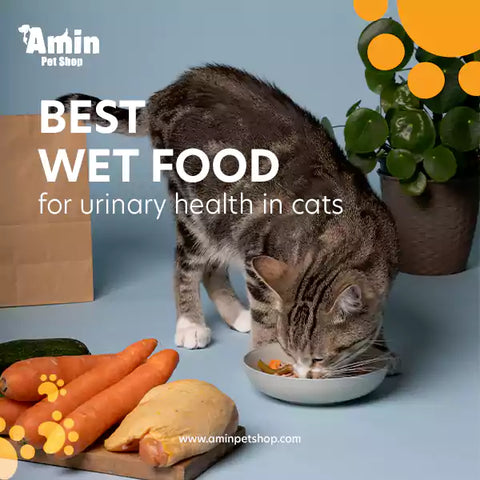 best wet food for urinary health in cats