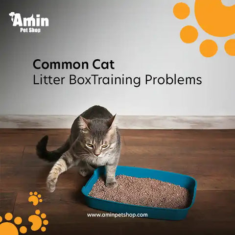 How to Teach the Cat to Use the Litter Box