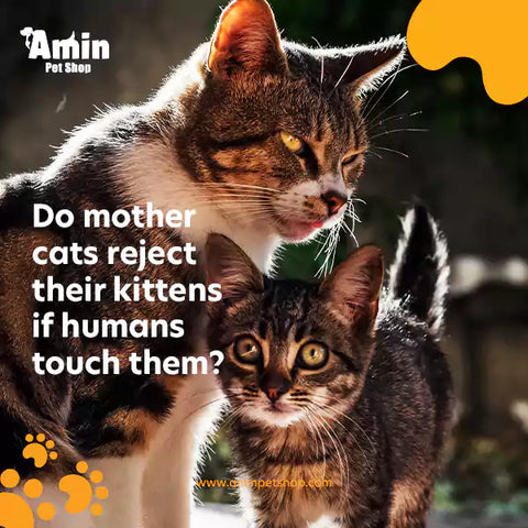 Do mother cats reject their kittens if humans touch them?