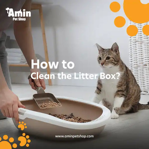 How to Teach the Cat to Use the Litter Box