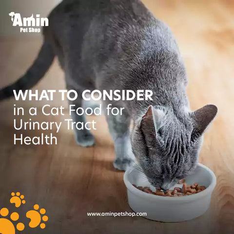 What to Consider in a Cat Food for Urinary Tract Health