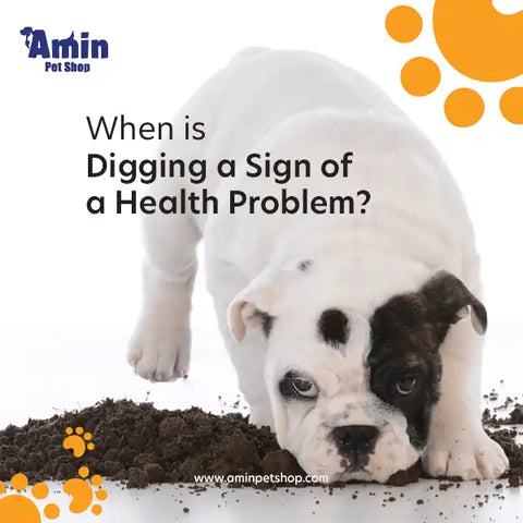 How to get dogs to stop digging