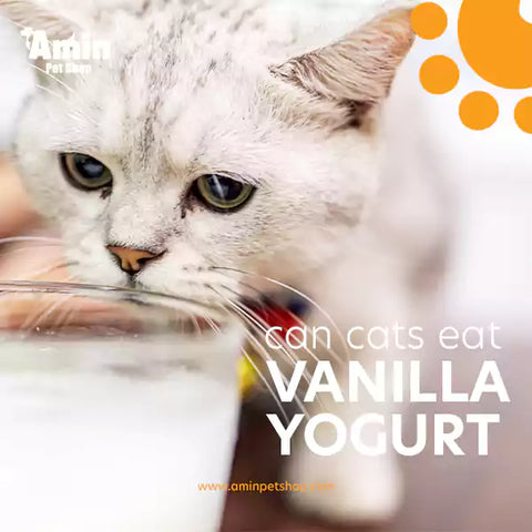 can cats eat vanilla yogurt