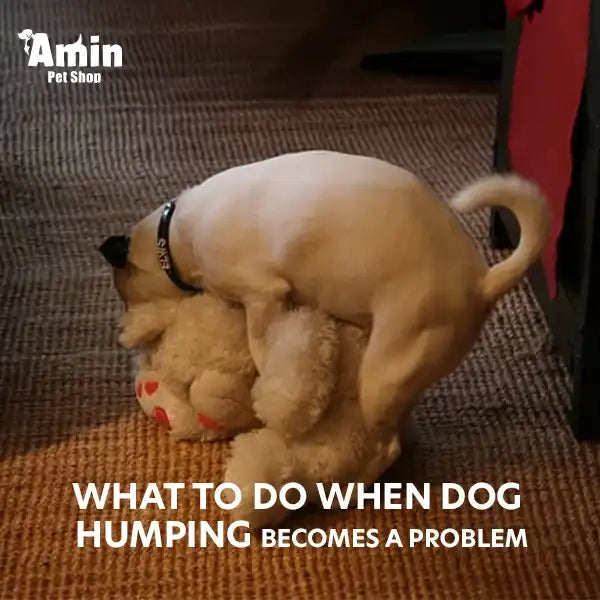 how to get your dog to stop humping