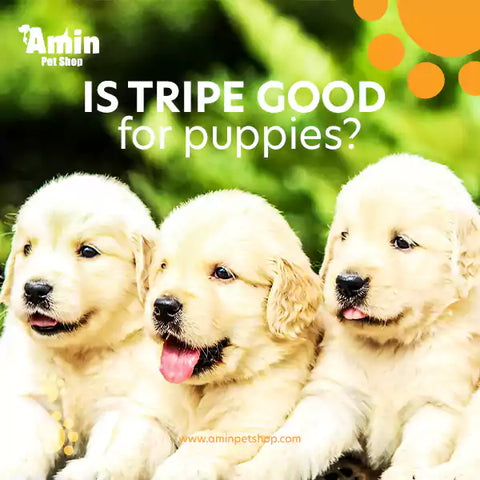 Is Tripe good for puppies