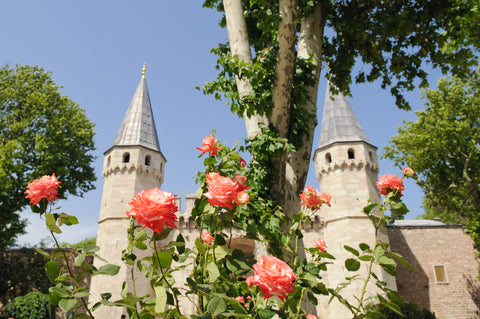 Topkapi Palace Rose