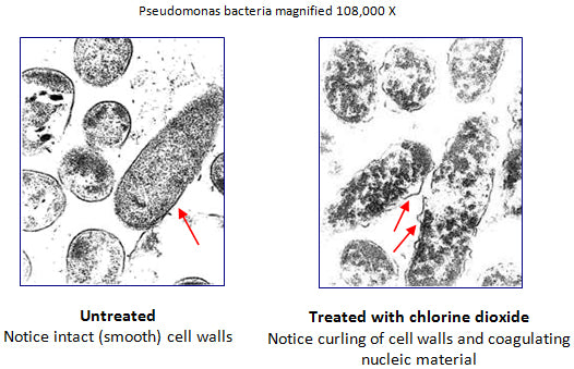 Bacteria Before and After Chlorine Dioxide Treatment