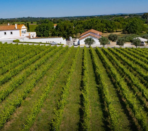 Adega Cartuxa - Vinhos de  Portugal