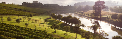 Vinho Aurora Colheita Tardia Branco