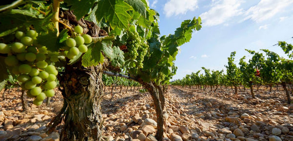 Falua Conde Vimioso - Vinho Português