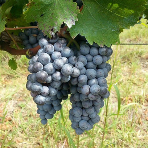 Vinho BraccoBosca Ombú Tannat