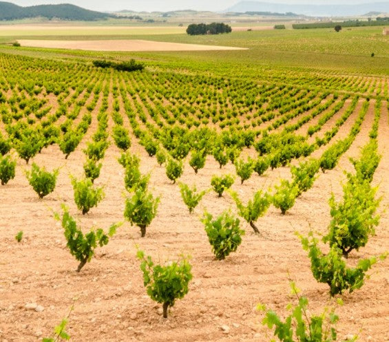 Vinho Espanhol Rosé