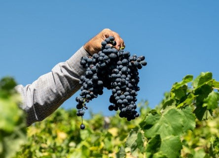 Vinho Herdade do Esporão