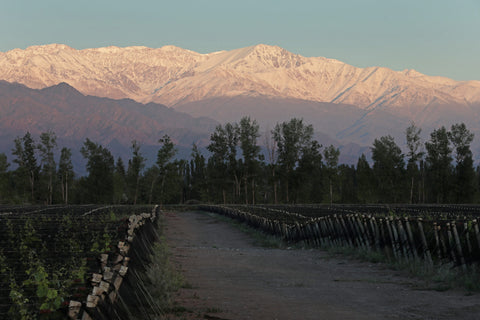 Vinho Finca Amadeo Argentino