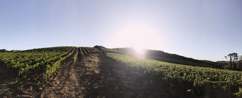 Vinho Le casine Montepulciano d'Abruzzo