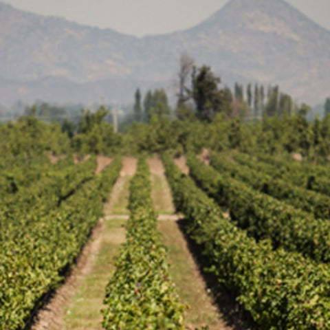 Vinho Chateau Los Boldos Chileno