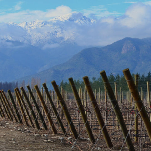 Vinhos Chateau Los Boldos Chileno