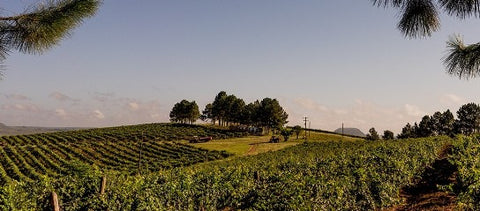 Vinho Miolo Reserva Nacional