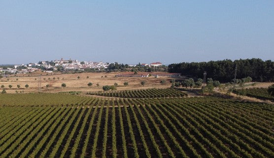Vinho Monte de Pinheiros Tinto - Adega Cartuxa - Vinho Português