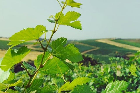 Vinho Settesoli IGT Syrah Rosé