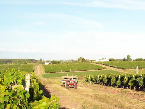 Vinho Uruguaio Braccobosca