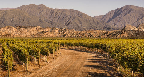 Vinho Finca Las Moras  Argentino