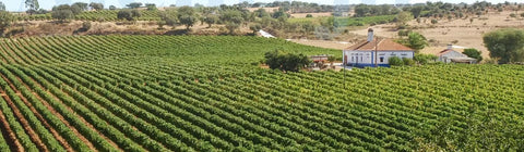 Vinho Convento da Vila Tinto