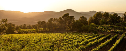 Vinhos da Espanha- Vinho Tintos