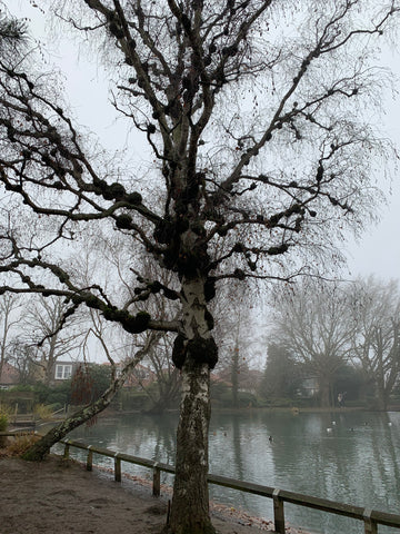 Tree at boat lake Alexandra Palace