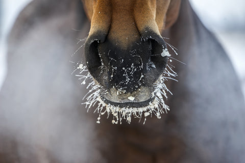 icy whiskers and muzzle horse