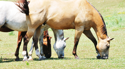 horses grazing