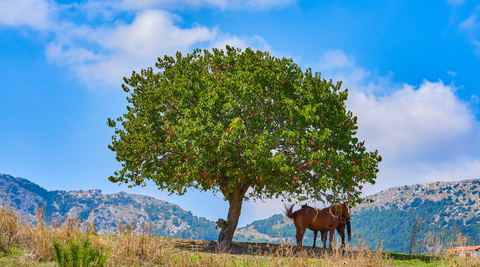 hot horses in shade