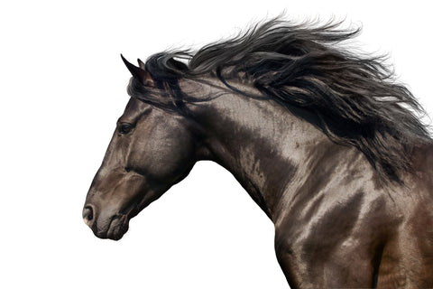 stallion neck