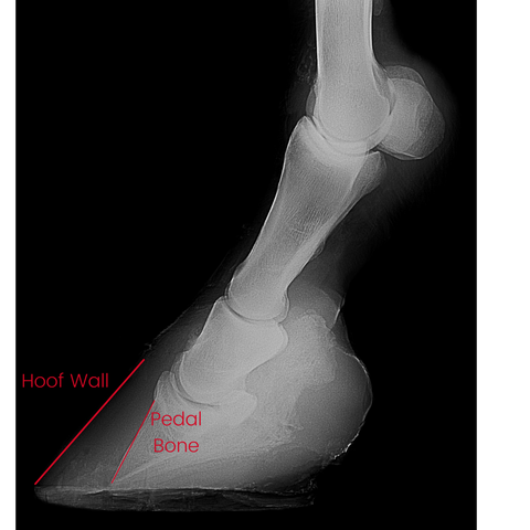 laminitic xray