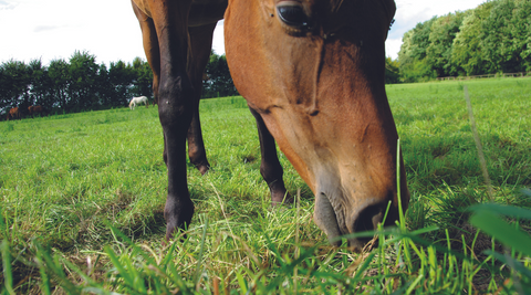 laminitis horse eating grass