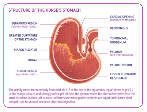 gastric