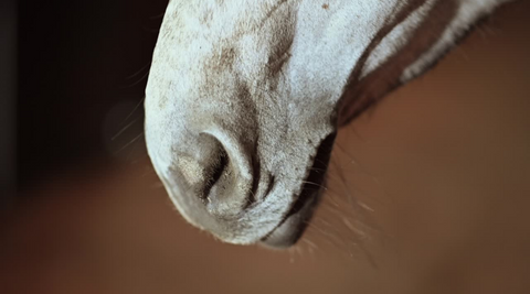 horse nose